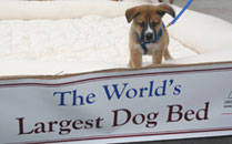 Big Bed... Little Dog