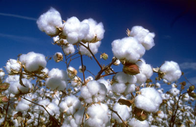 Organic Cotton - the original sustainable fabric!
