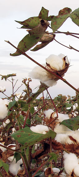 Organic Cotton