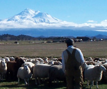 Organic Wool from Healthy Sheep raised outdoors