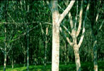 latex mattress made from rubber tree