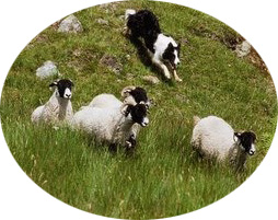 SheepDog