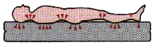 Pressure points conventional mattress