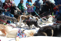 25 dogs on one bed