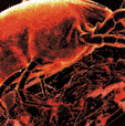 dustmite.gif (6056 bytes)
