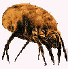 Dust Mites don't thrive in a FloBeds Memory Foam & Latex mattress.