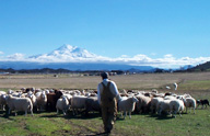 We use only the finest wool, from the happiest sheep!