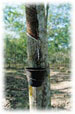 natural latex is tapped from the rubber tree