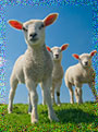 curious lambs
