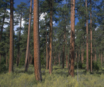 Ponderosa Pine FSC supports FloBeds