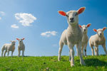 Curious Lambs