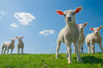 curious lambs Curious Lambs
