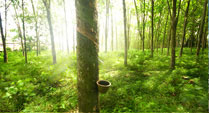 Latex Milk being tapped from the Rubber Tree