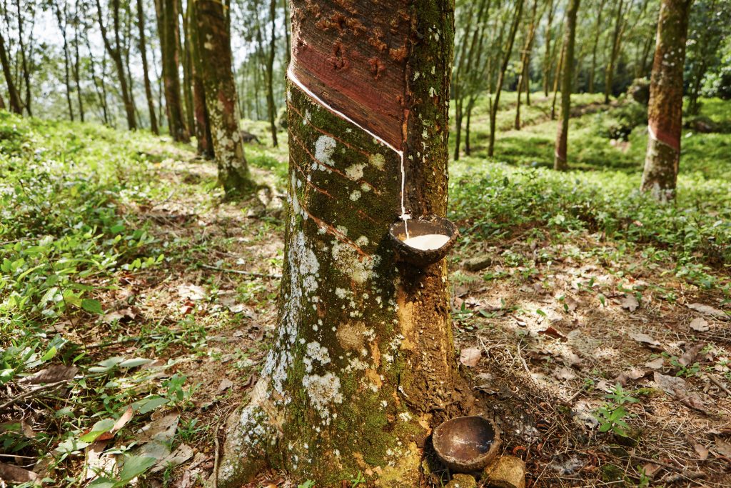 natural latex made from the milk of the rubber tree