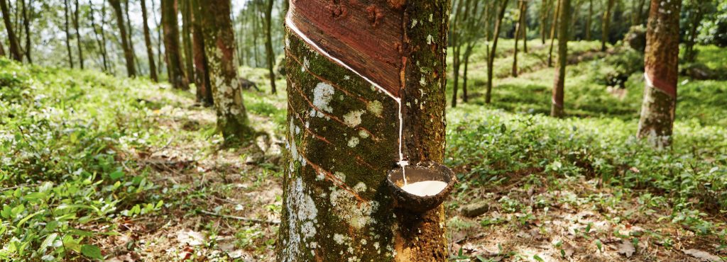 Vulcanized Rubber starts with milk of the Rubber Tree