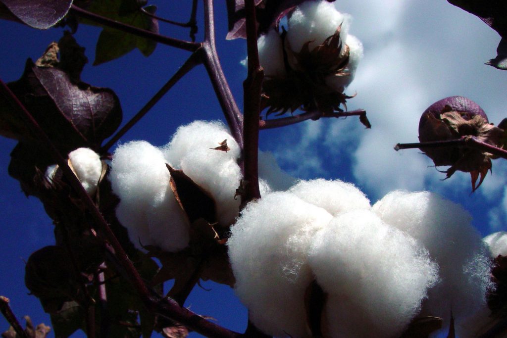 cotton-boll-2019 natural cotton