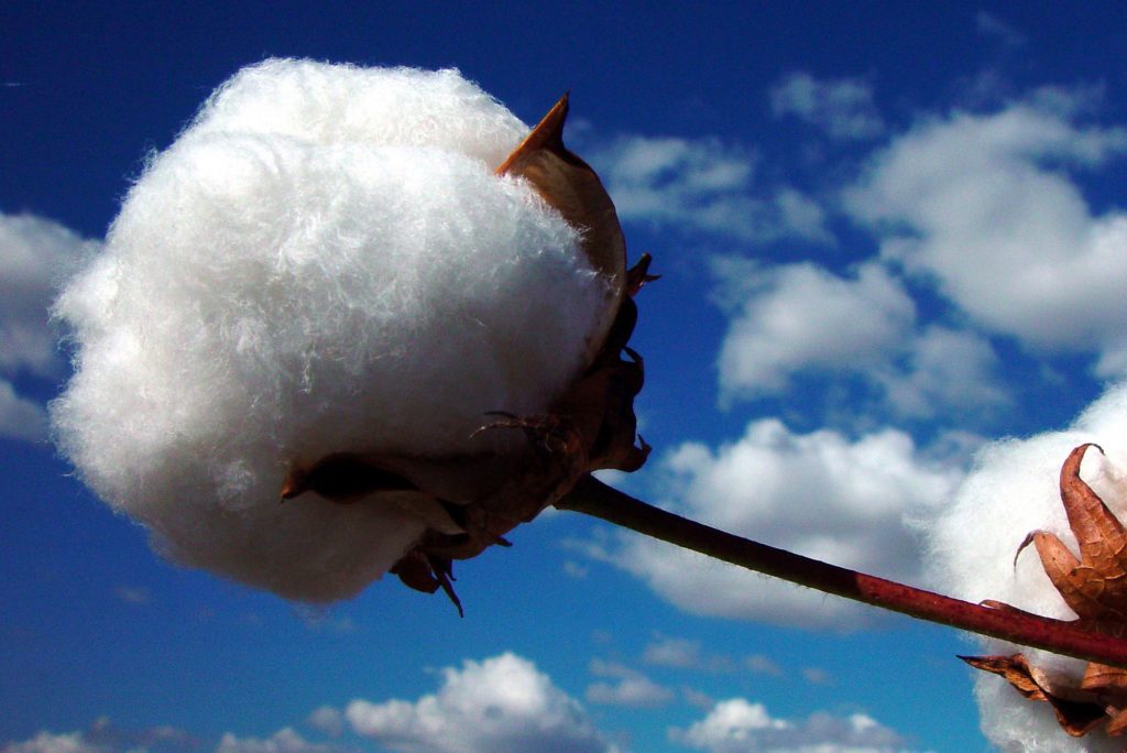 cotton-boll-alone