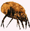 dustmite