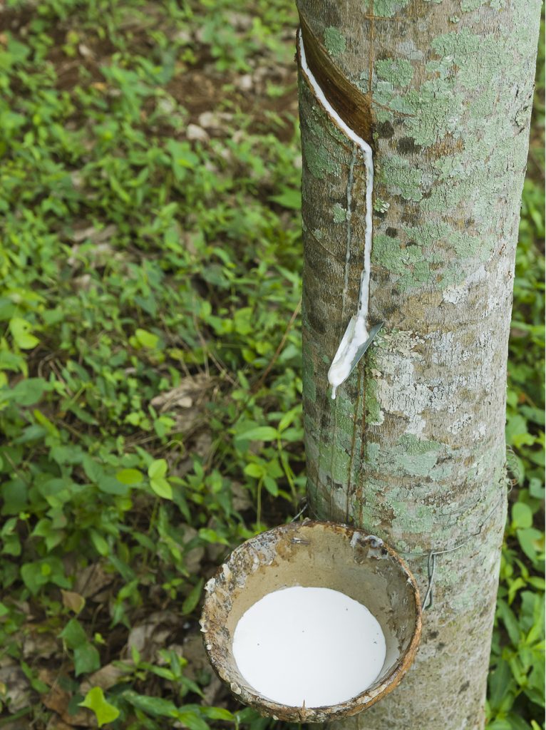 Natural-Latex-Collecting-Raw collecting raw natural latex for Talalay Mattress