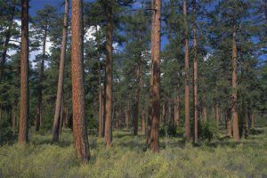 FSC Certified Ponderosa Pine from Collinswood