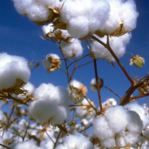 CottonOpen-Boll Picture of Cotton
