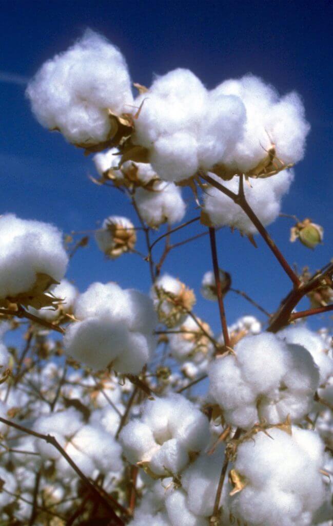 CottonOpen-Boll Picture of Cotton