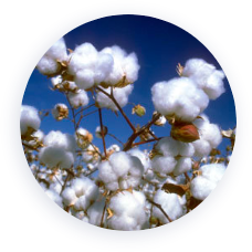 cotton plants